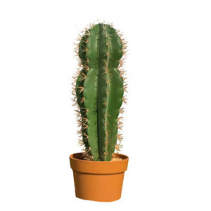 Planta artificial Cactus Stentsonya Coryne de 43 y 64 cm de Catral